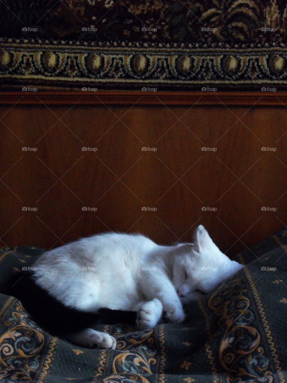 A white cat sleeping on a bed