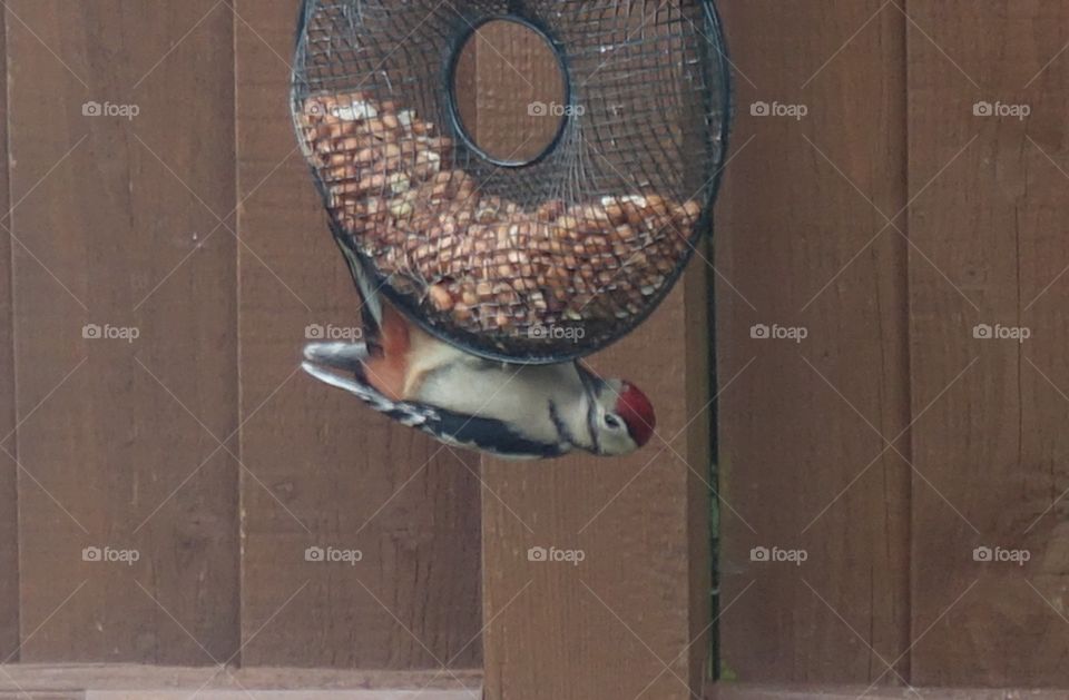 Great spotted woodpecker 