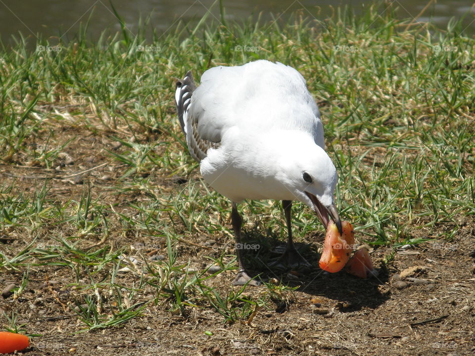Bird eating a tomato