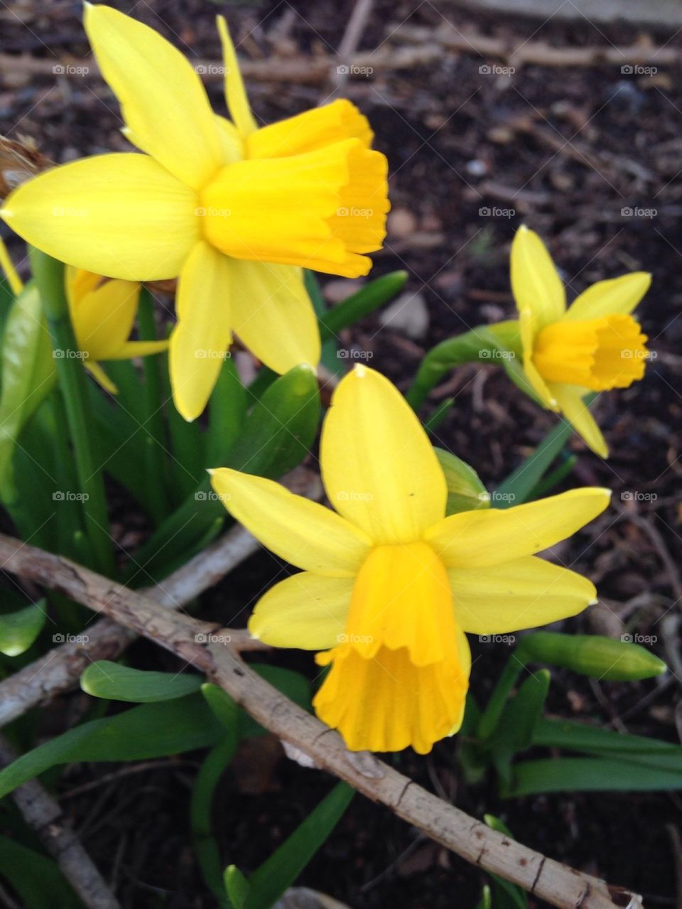 Yellow Daffodils