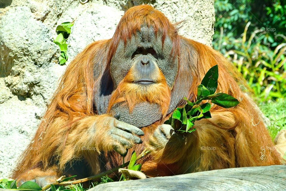 The oranguran