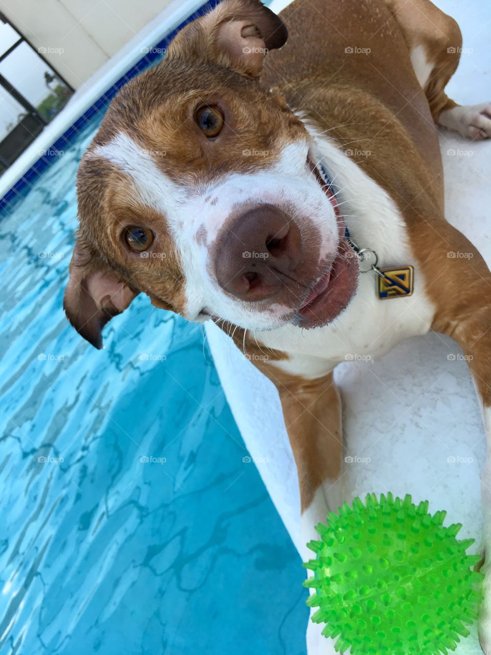 Happy wet rescue pitbull playing with a ball poolside