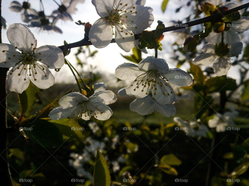 Flowering branch of cherry.