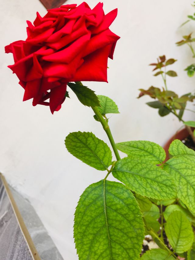 🌹