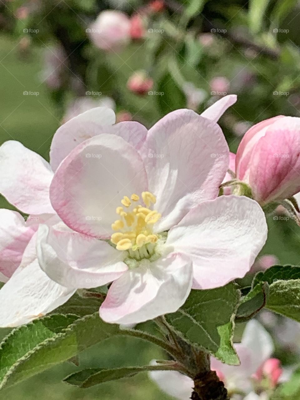 Apple tree blossoms. Springtime 