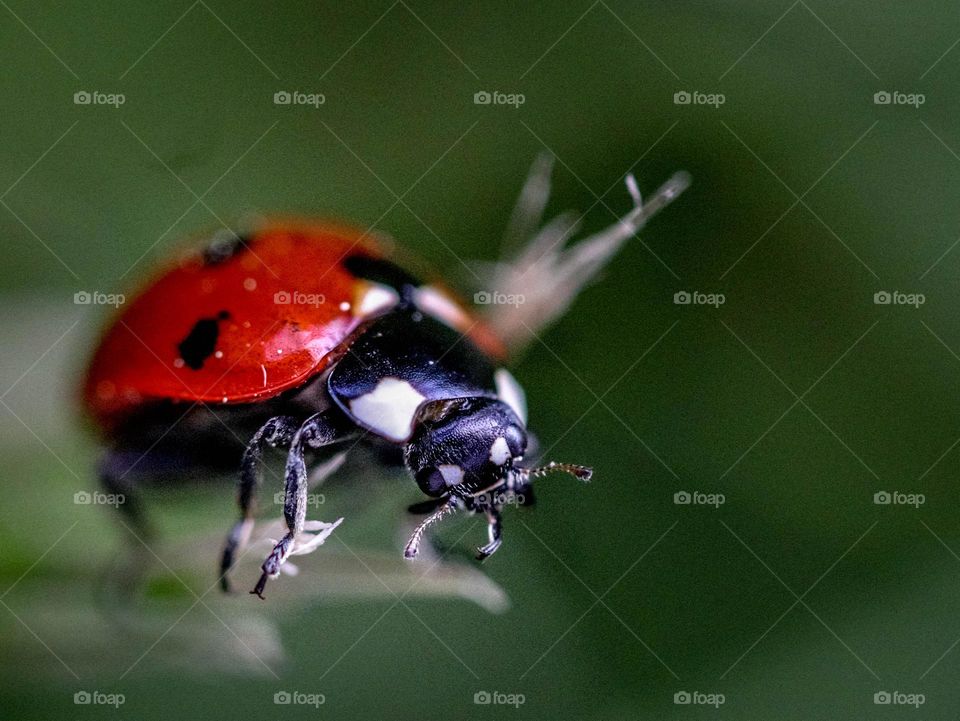 Lady bug on a blade of grass