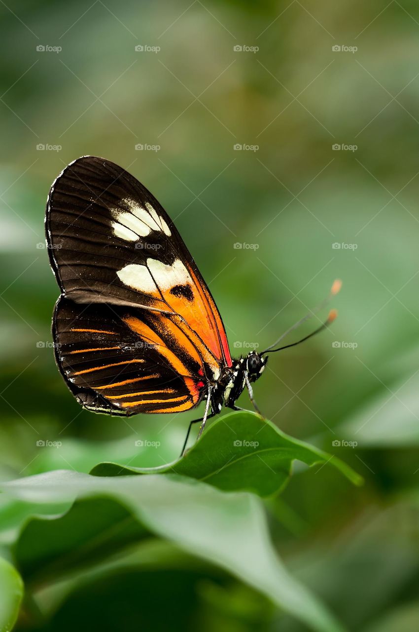 Beautiful and colourful butterfly