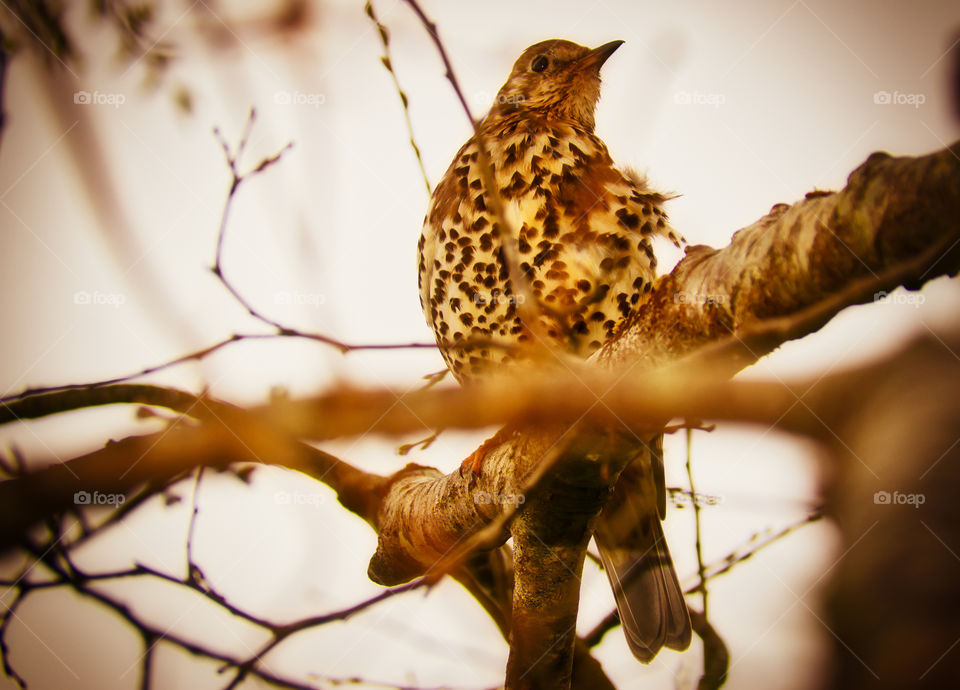 Sitting on the branch