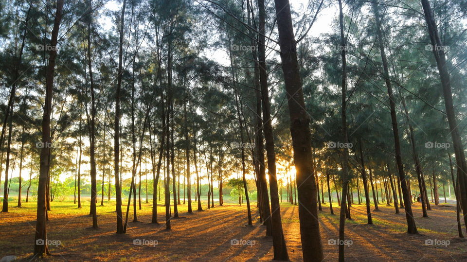 woods sunset