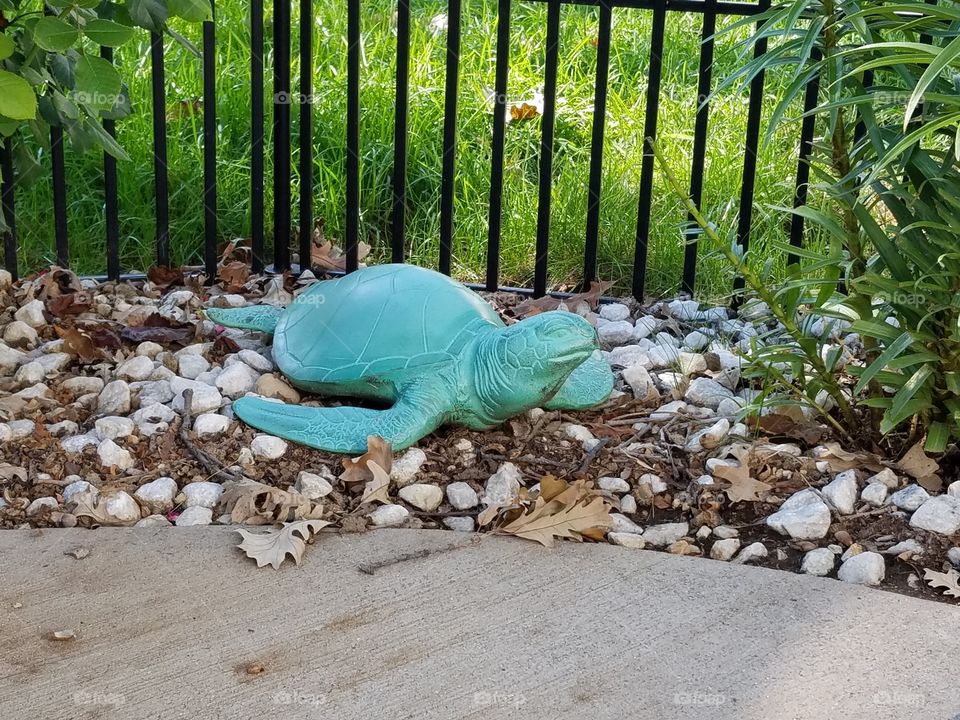 Mr turtle in my yard