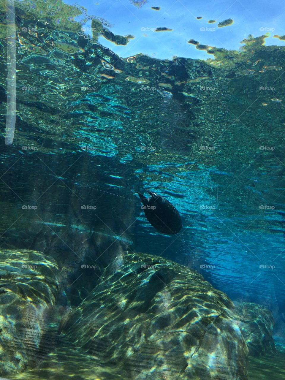 Underwater. Seal swimming