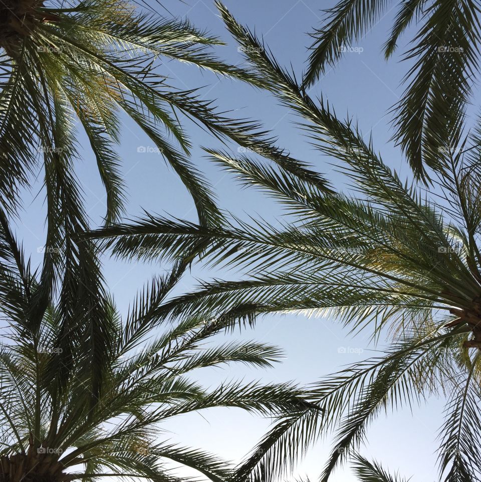 Palm and sky