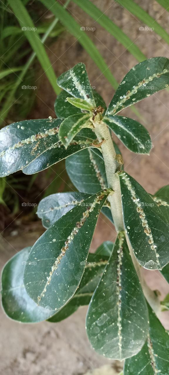 Desert rose with aphid