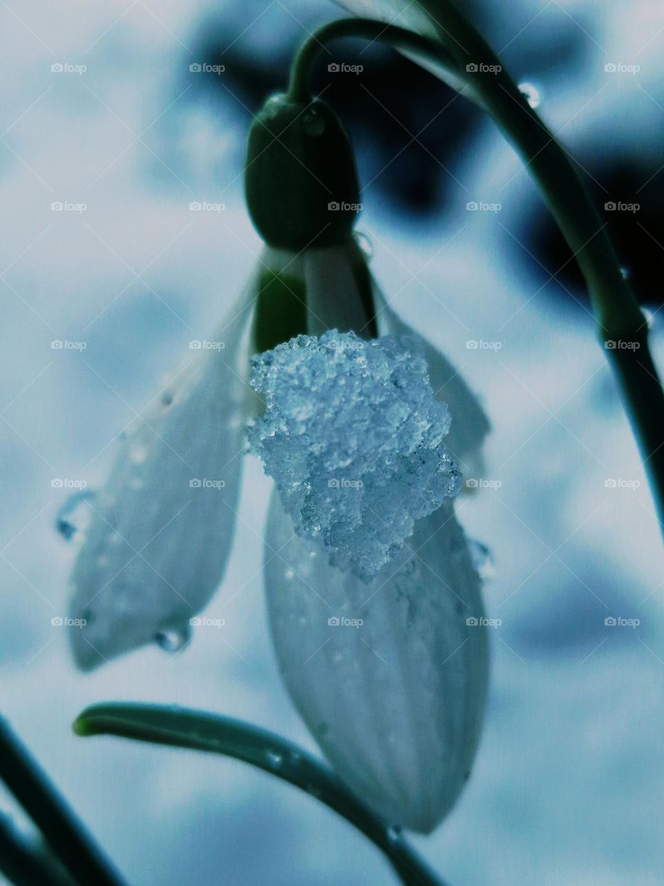 snowdrop in the snow