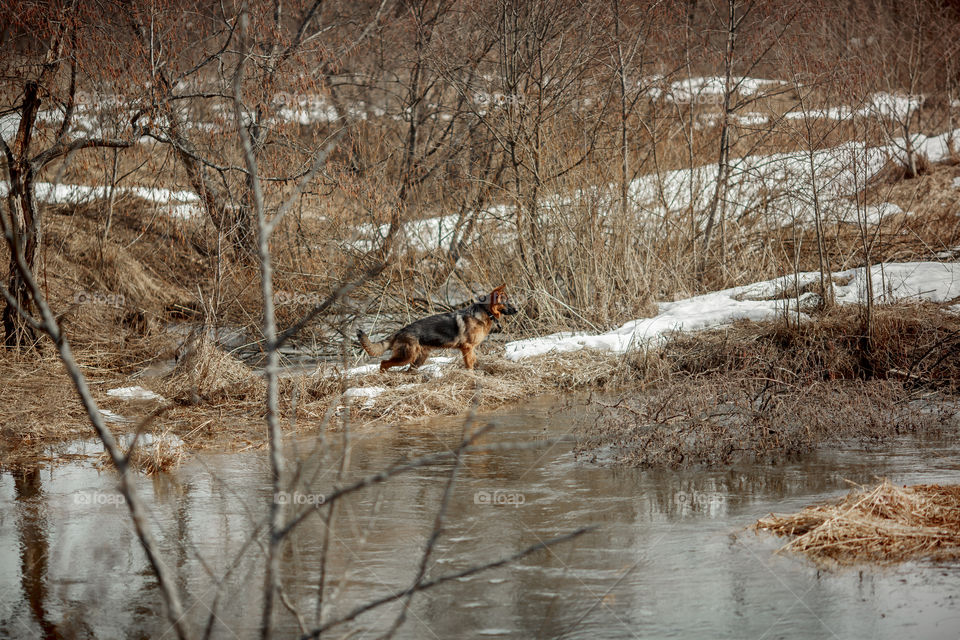 German shepherd 7-th months old puppy in a spring forest 