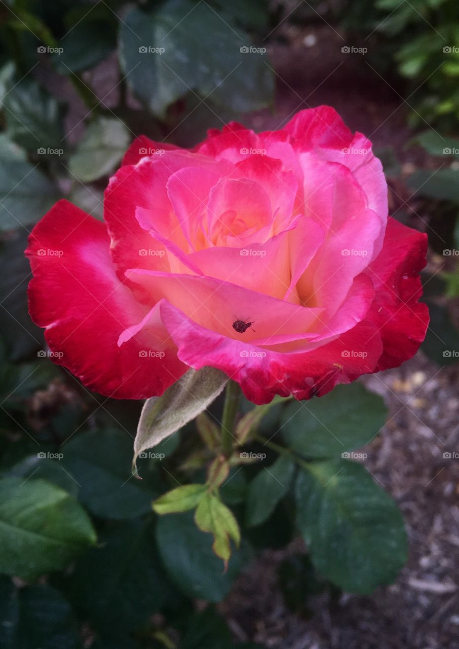 bright rose