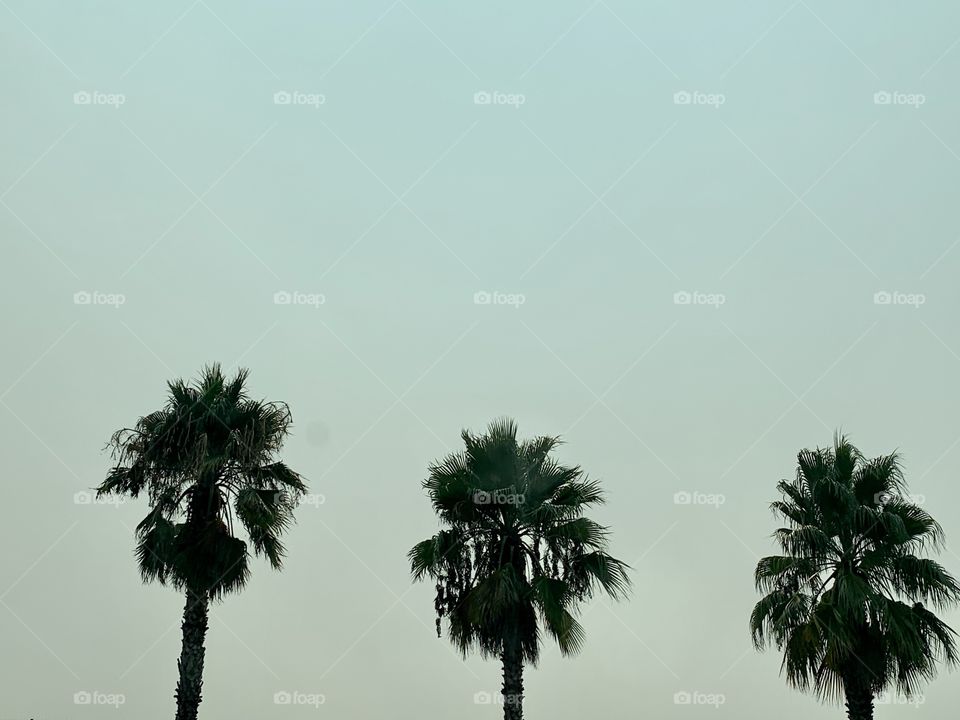 Palm trees on a Smokey filled sky in California- USA, America 
