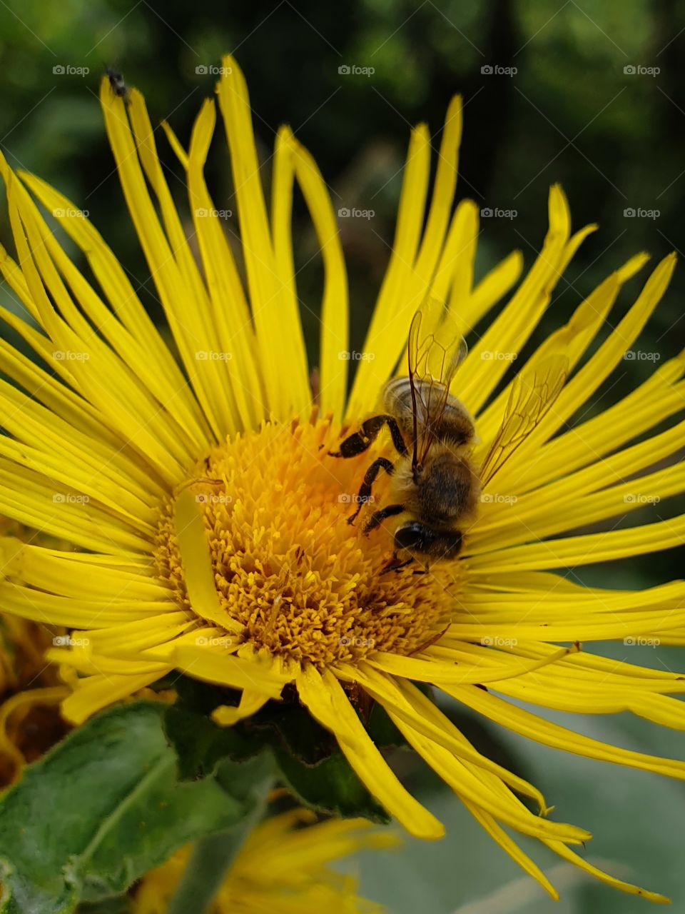 bee sitting on bright yellow slower