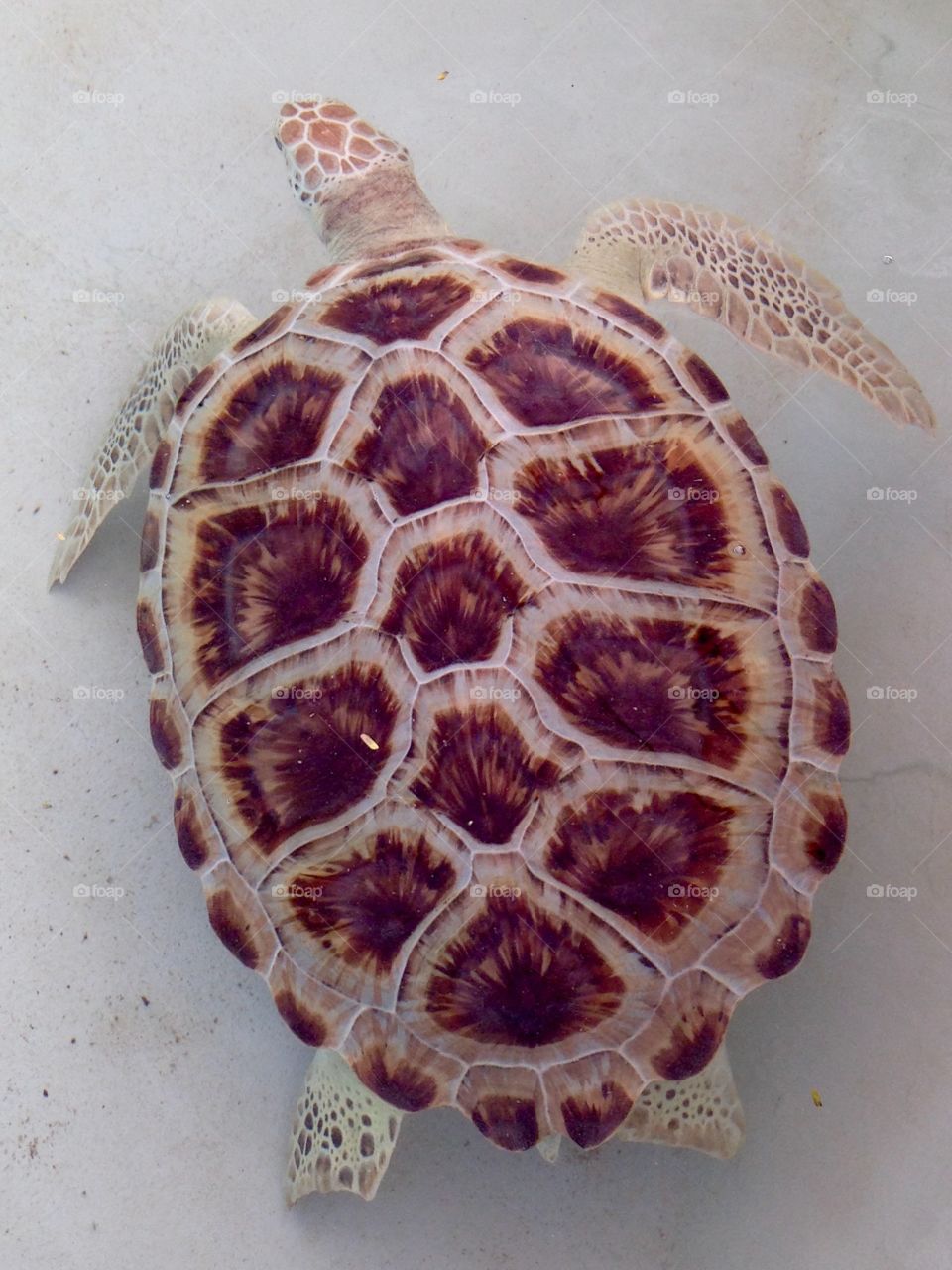 Shell, No Person, Turtle, Nature, One