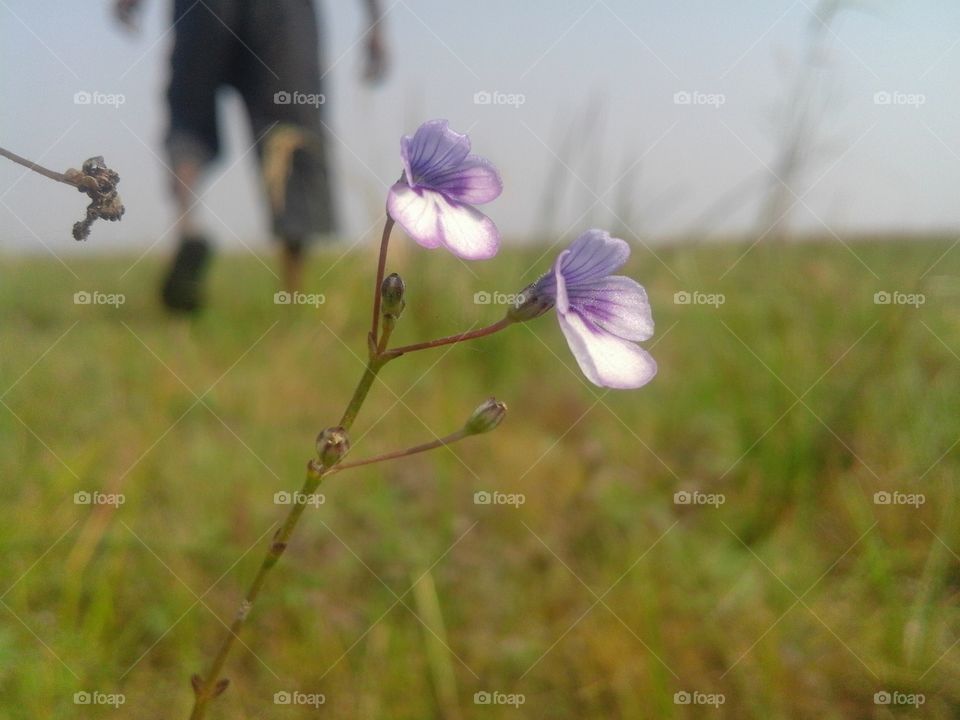 Nature, Flower, Grass, No Person, Outdoors
