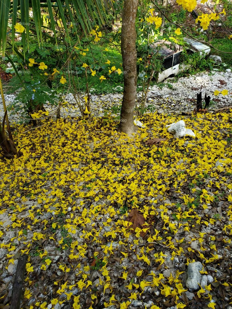 Beauty in life among the old junk