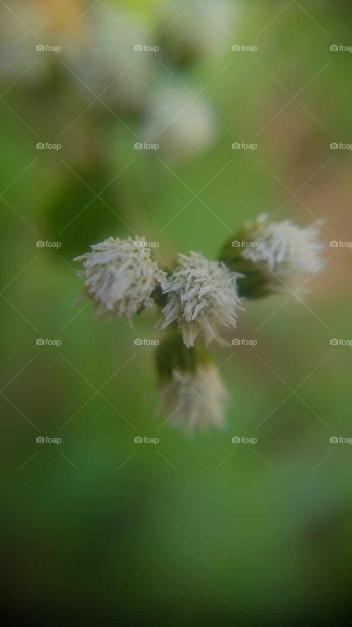 beauty through the micro