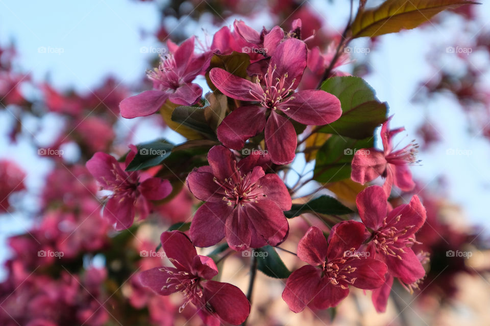 crabapple blooms