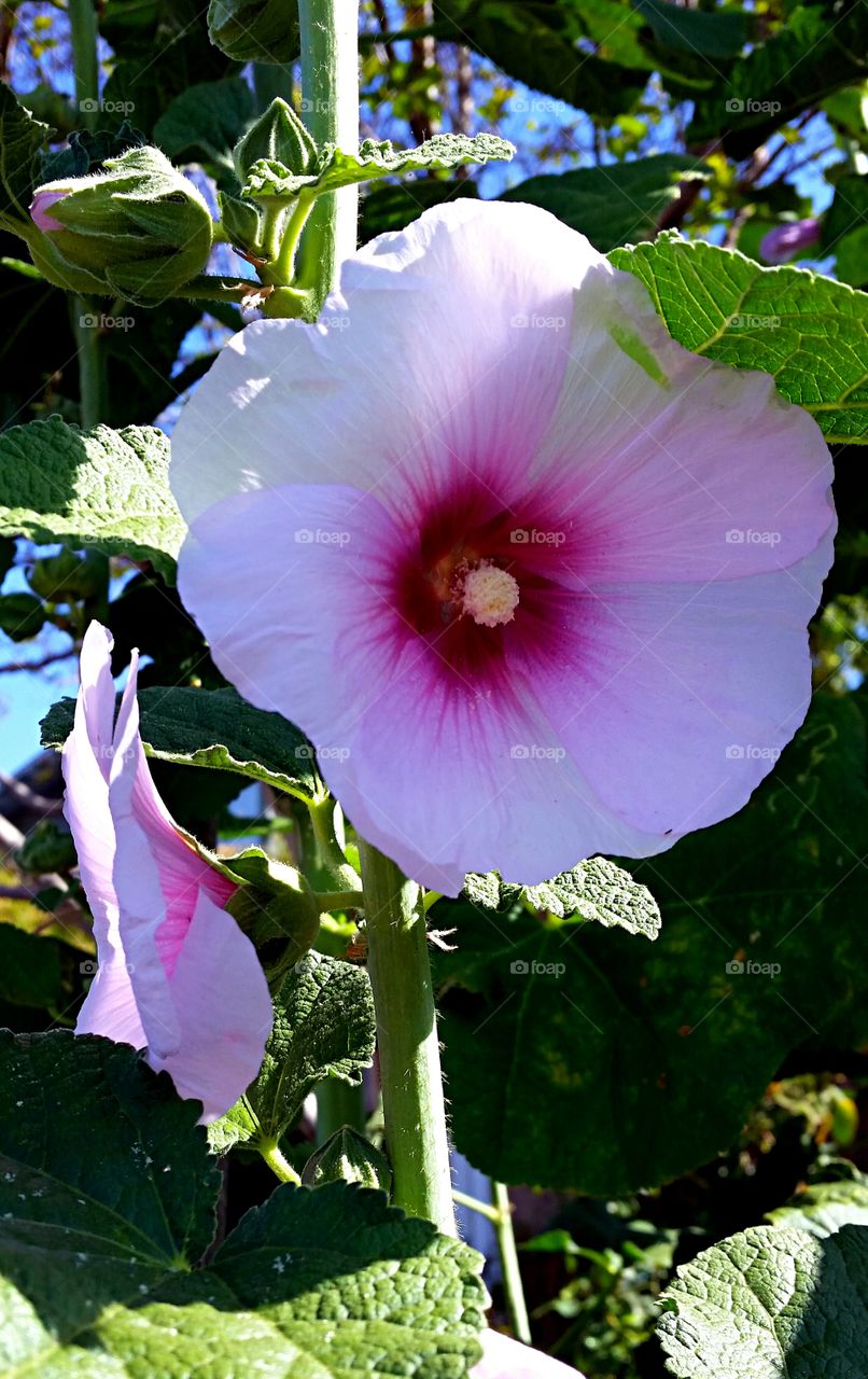 Lavender Hollyhock. Lavender Hollyhock 