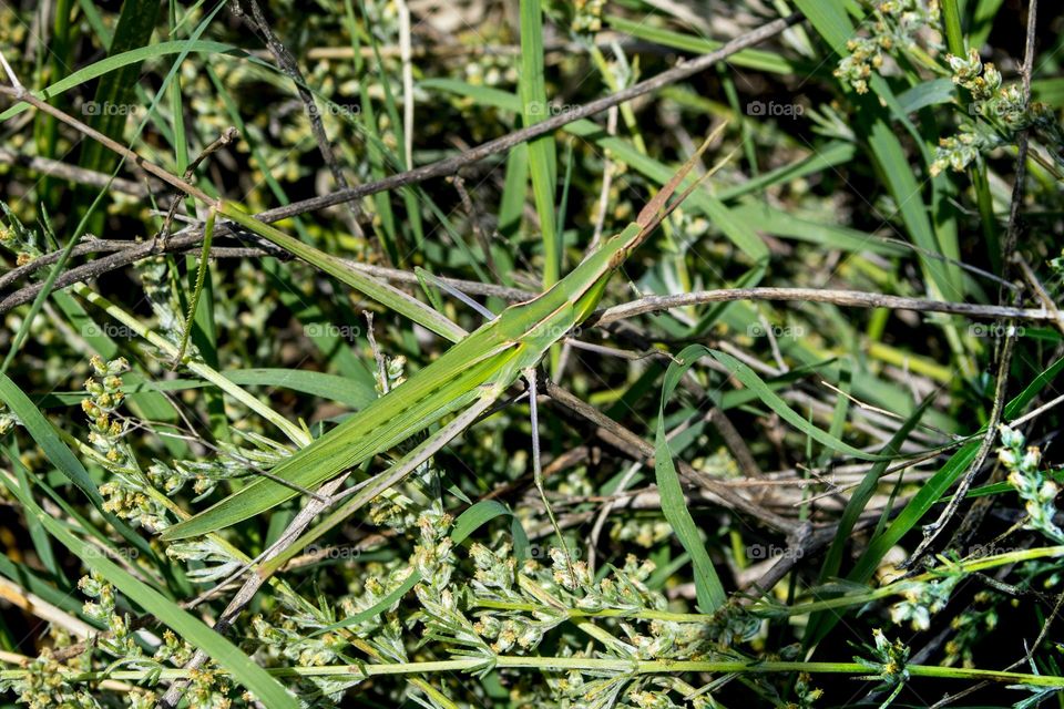 Akrida on a background of grass