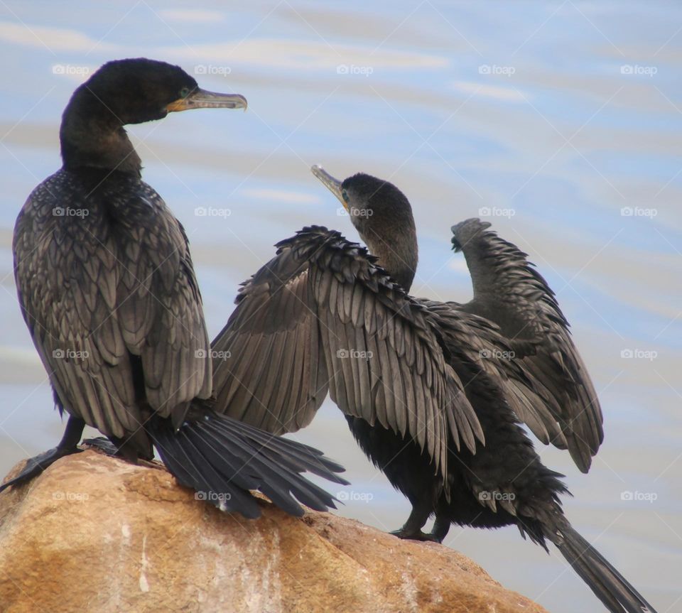 Pair of Cormorants