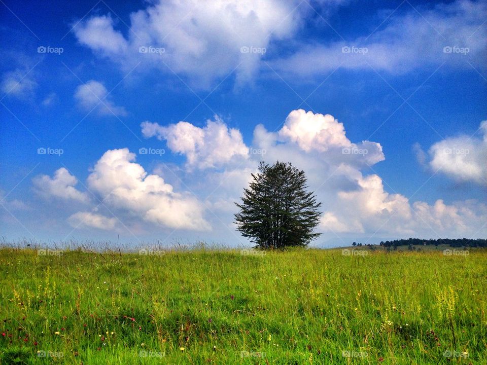 Single tree on green landscape