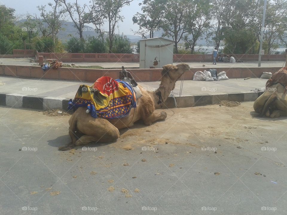 camel in india