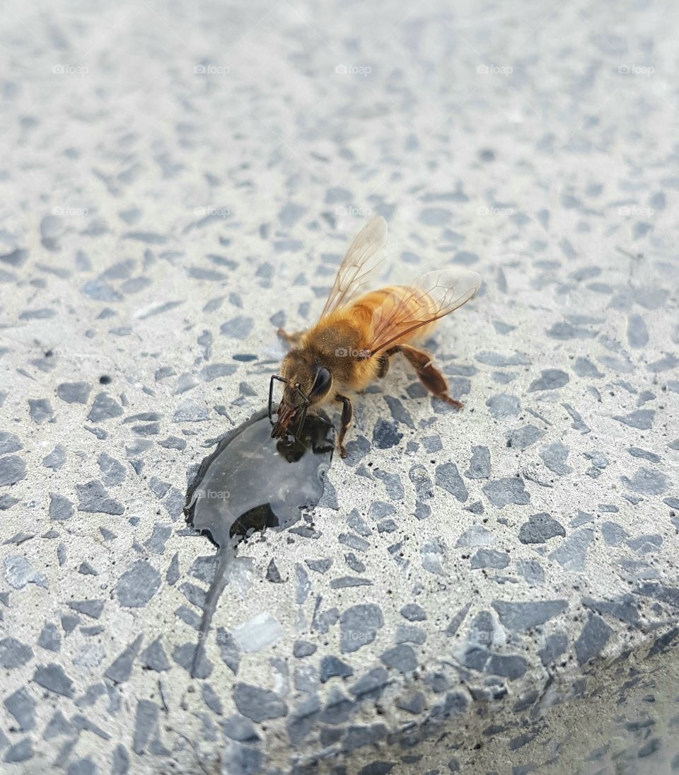 Drinking Bee