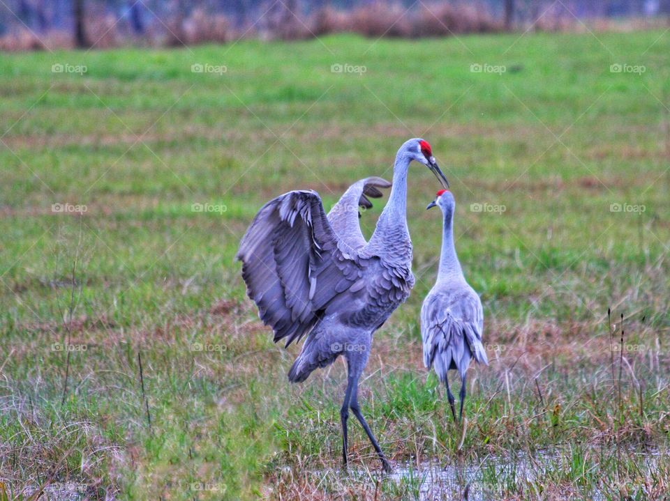 Dancing Cranes