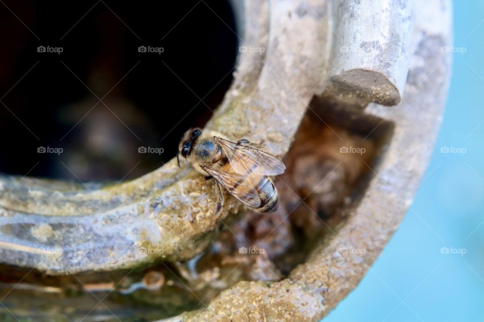 Bee looking for water in dripping fire hydrant 