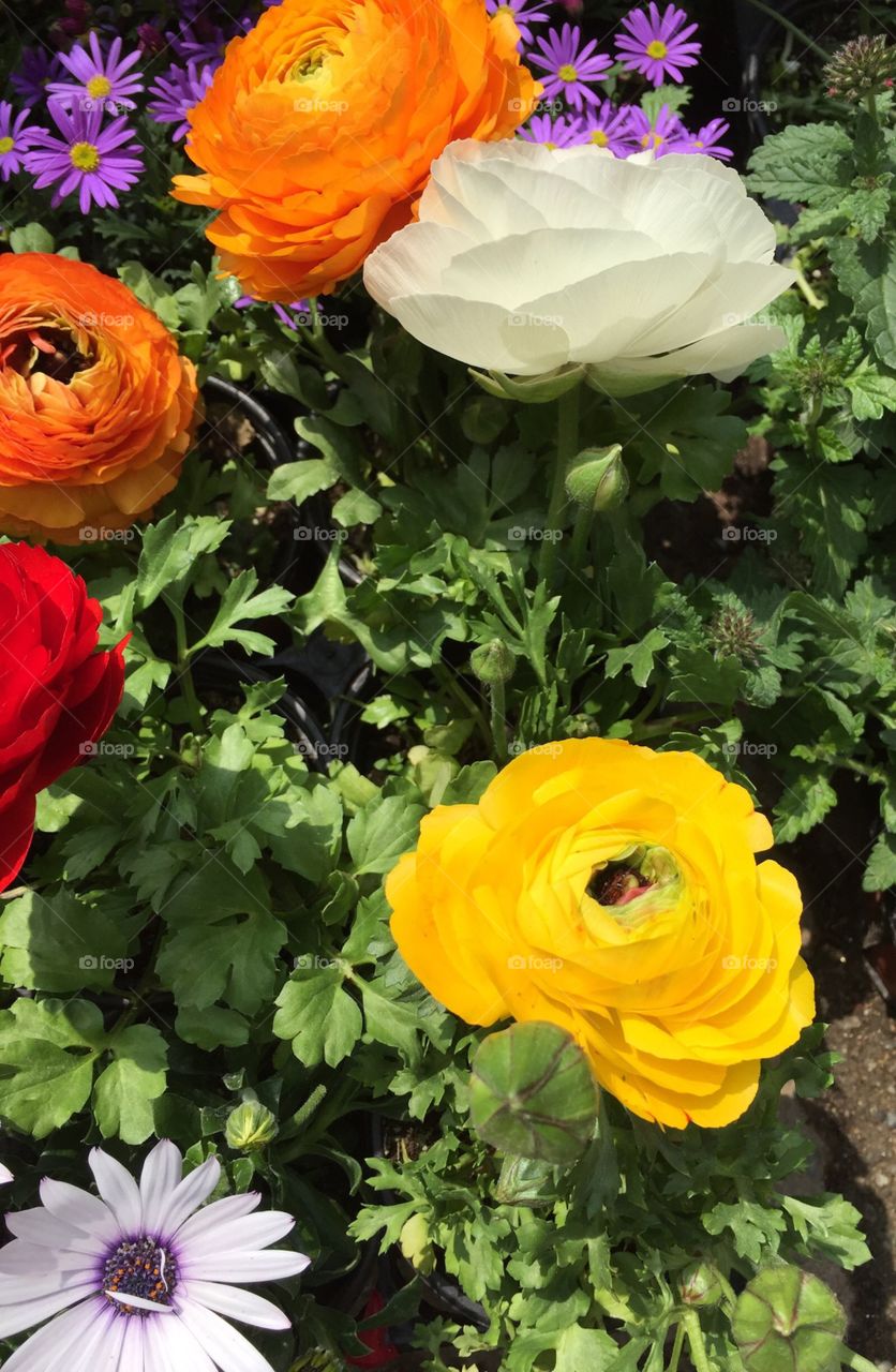 Elevated view of flowers growing on garden