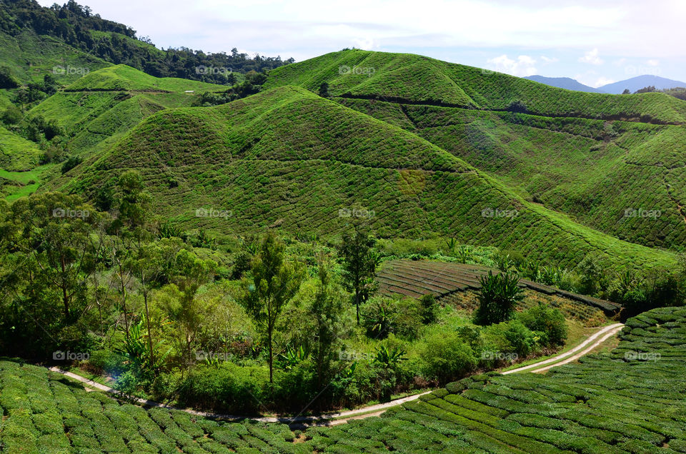 The green tea fields in Malaysia