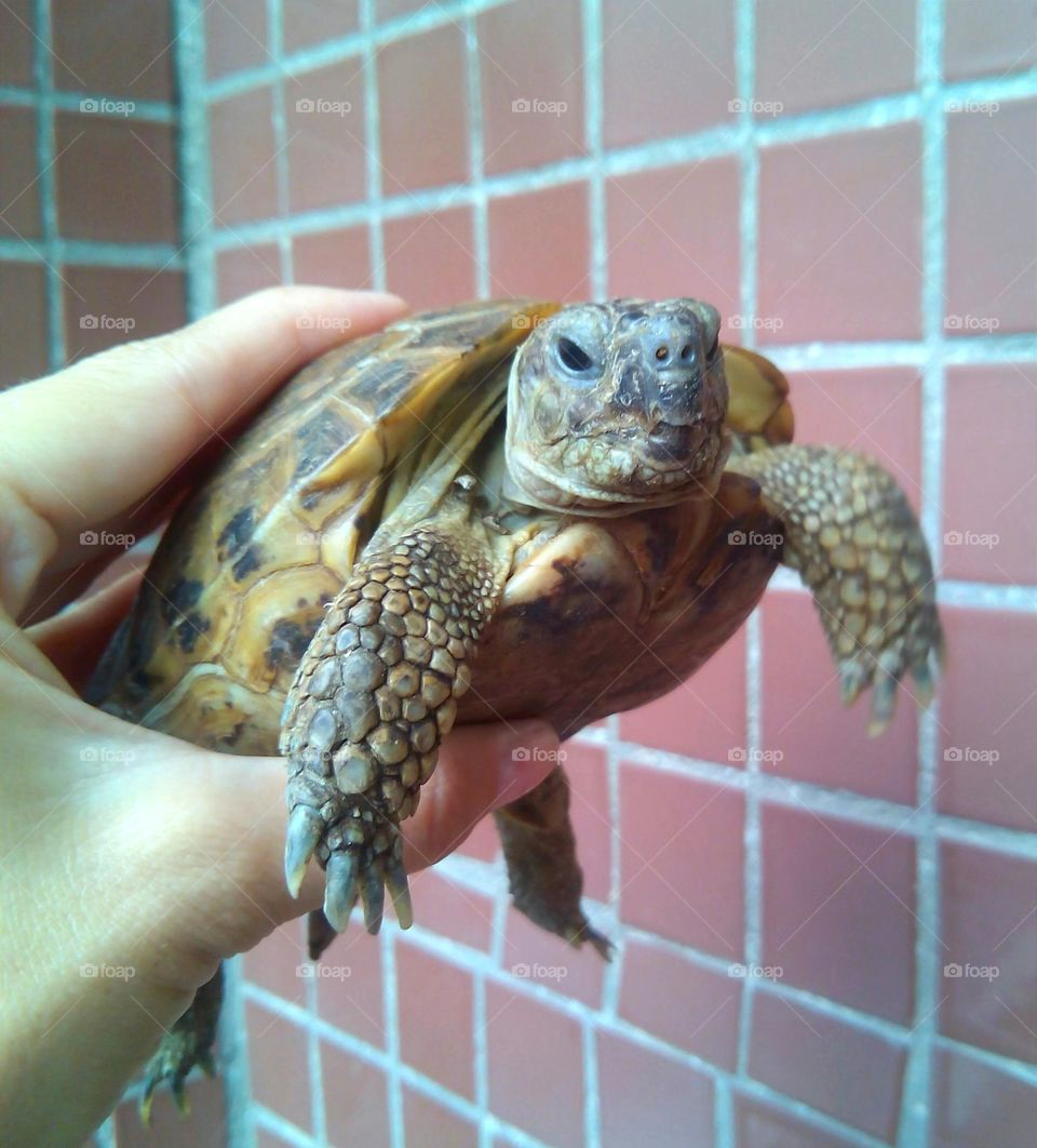 turtle in the hand mobile photography