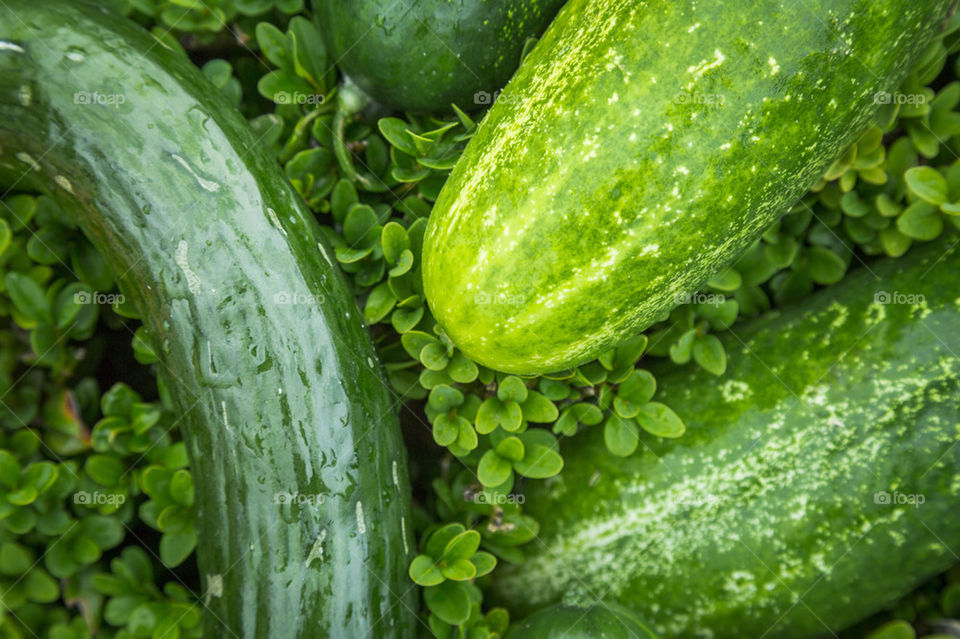 Cucumber on green plant