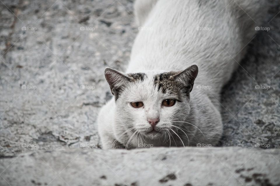 Very very sad stray cat😢