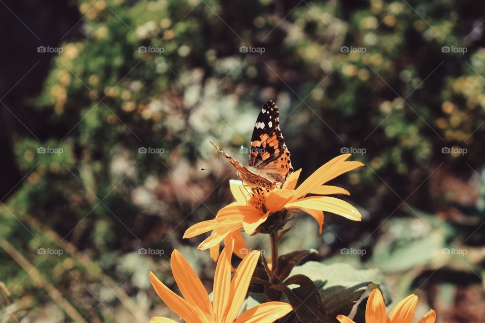 Butterfly on the Mountainside