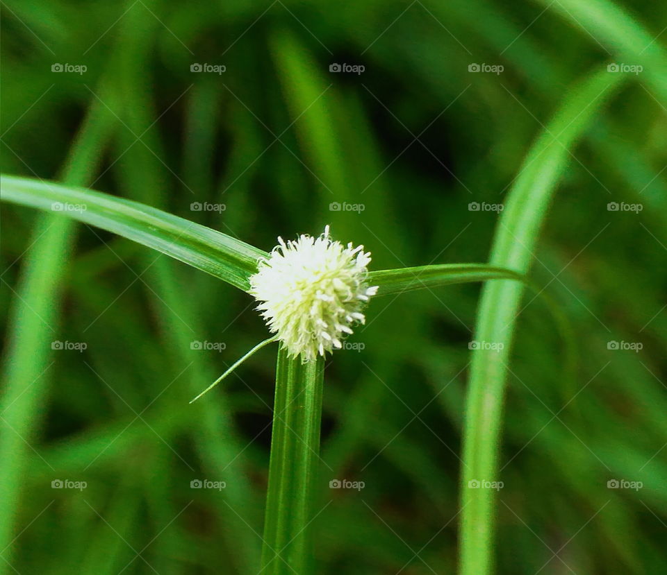 Grass Flower