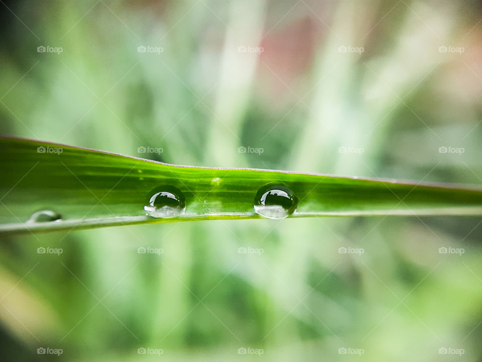 twin  water droplets