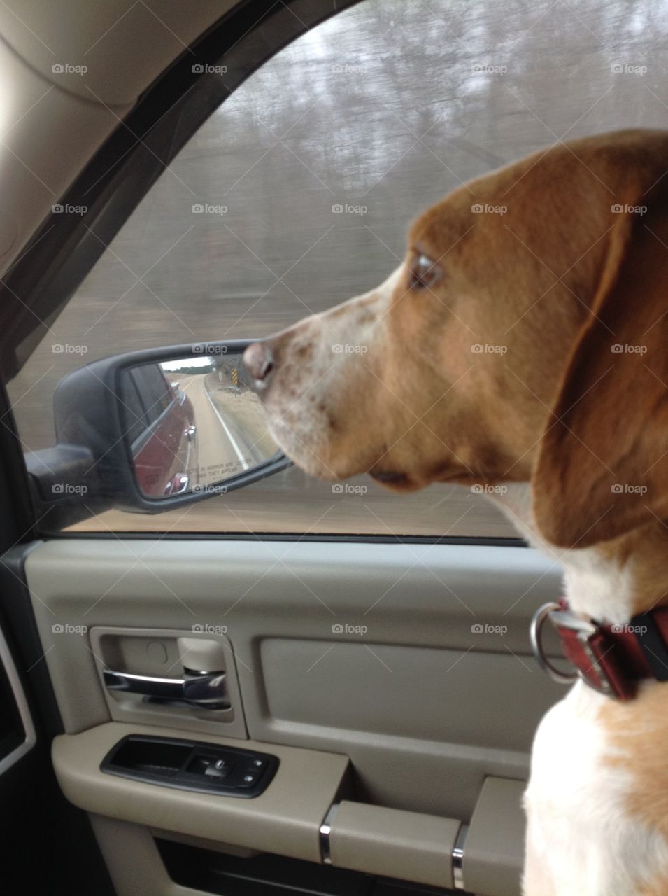 Doggie going for a drive