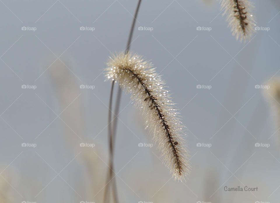 Water drops in a foggy field