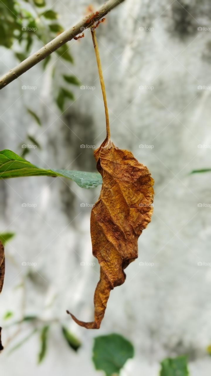 dry leaf