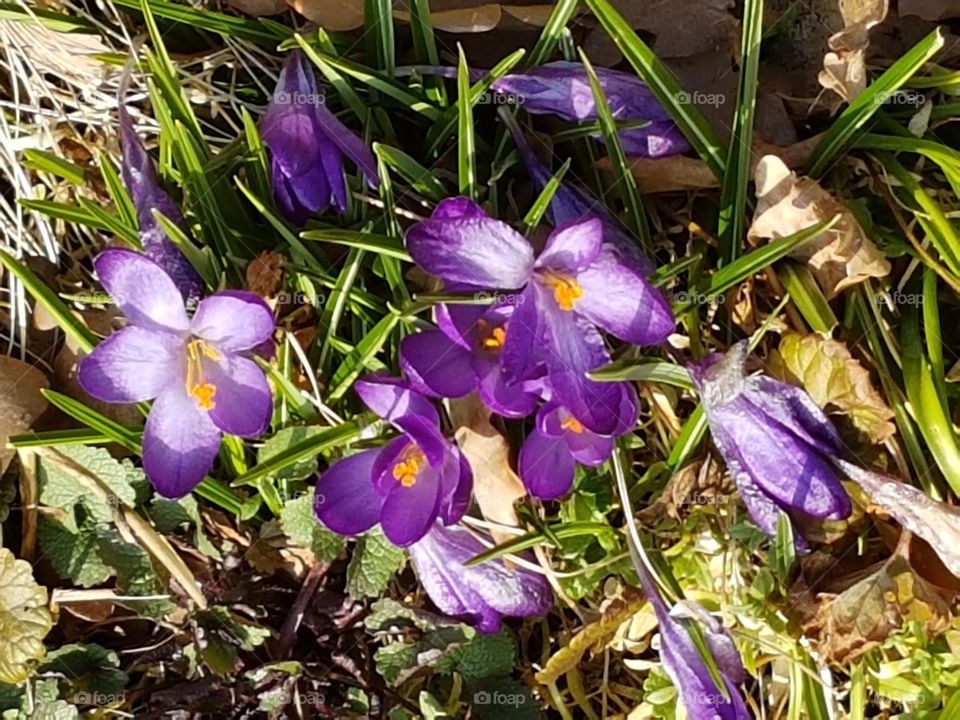 krokuss
