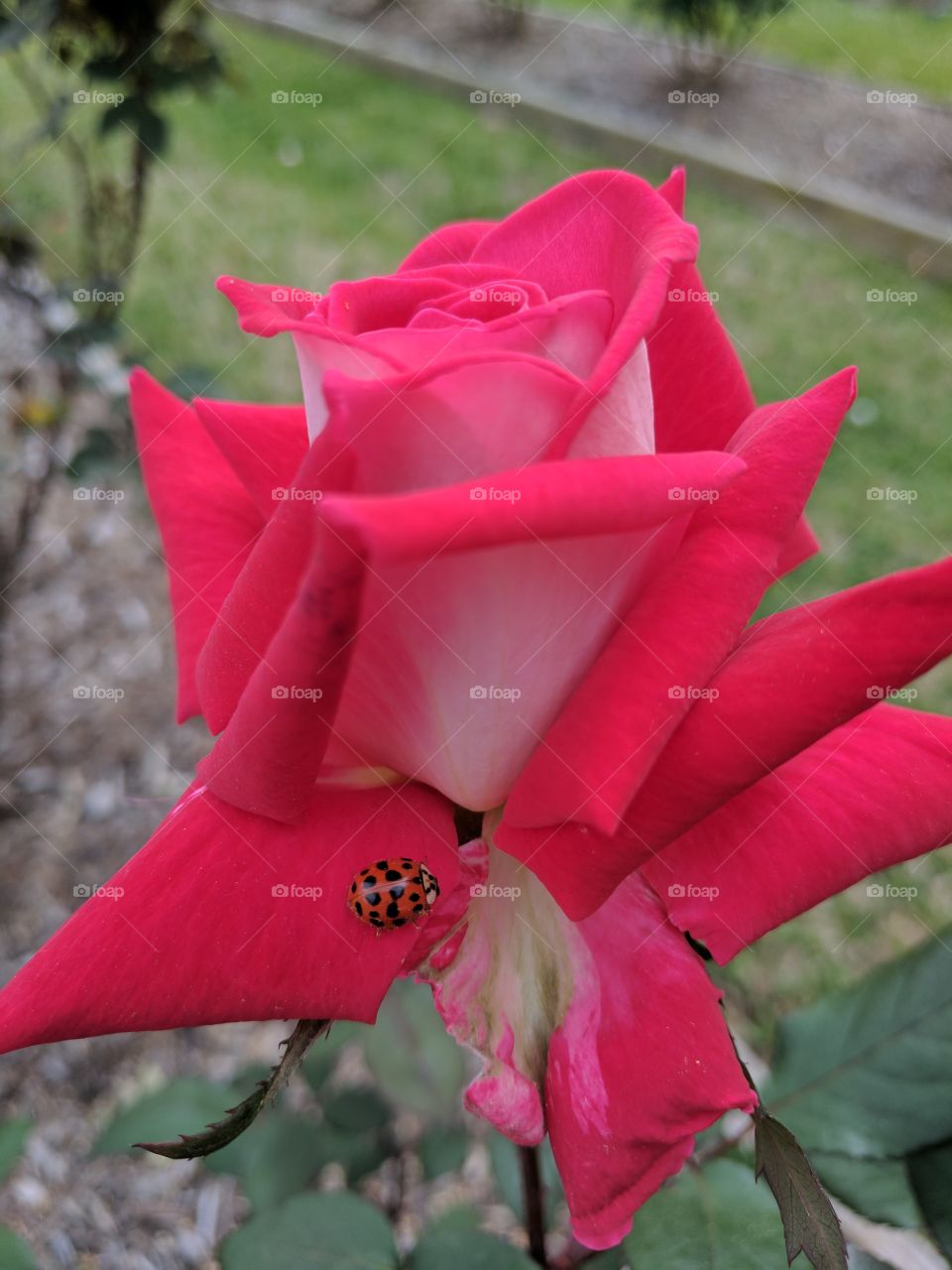 ladybug exploring