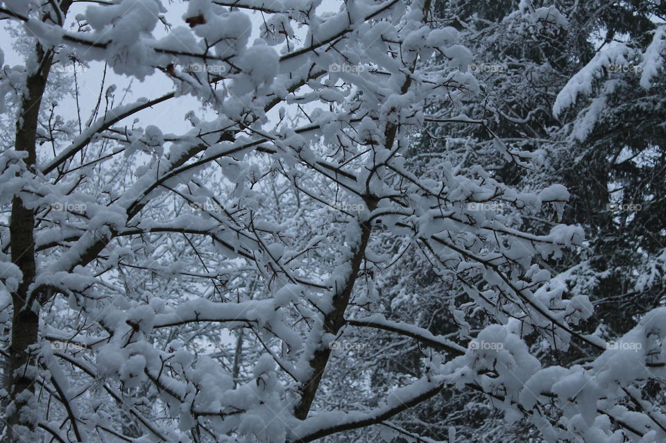 The Pacific Northwest does get some snow & our first snow was beautiful, light, powder clinging to the tiny branches creating a lacy cover. 🐦