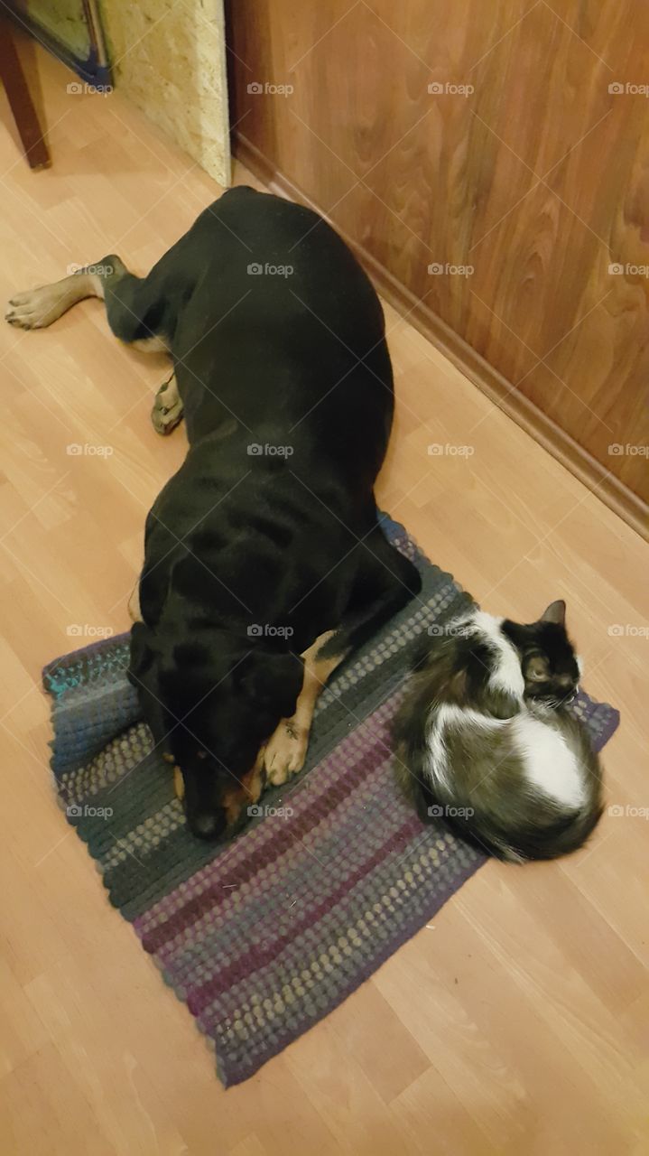 Dog rottweiler and black and white cat